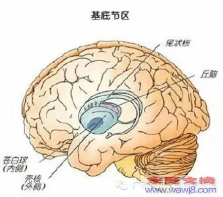 腦梗和腦溢血是怎樣形成的？