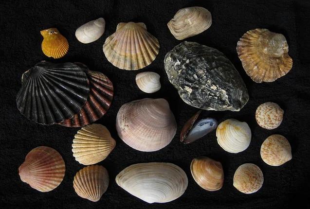 bivalves-2
