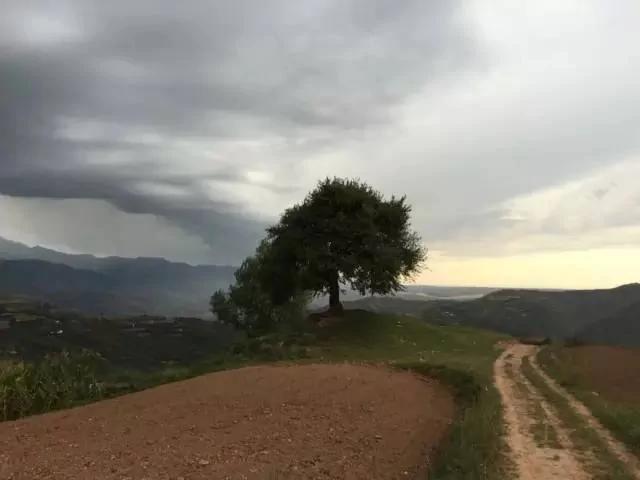 (阿姑山村山頂的大樹)