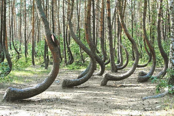 看世界各地的树坚强奇观：绝境中找出路！