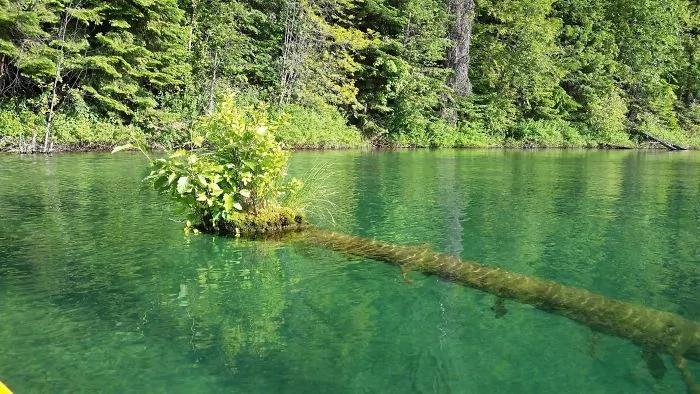 看世界各地的树坚强奇观：绝境中找出路！