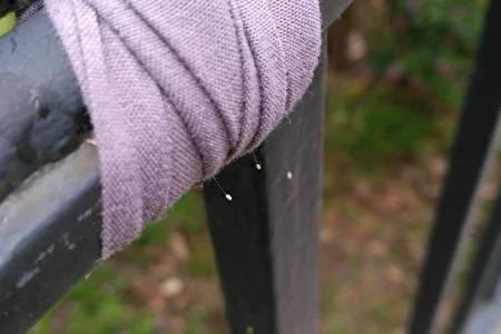 大纪元：三千年一开的优昙婆罗花现洛杉矶各地