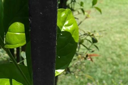 大纪元：三千年一开的优昙婆罗花现洛杉矶各地