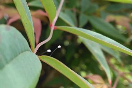 大纪元：三千年一开的优昙婆罗花现洛杉矶各地