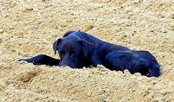 台湾土狗获国际认证正式名字 台湾犬 超霸气 视频 不可思议 佳礼资讯网