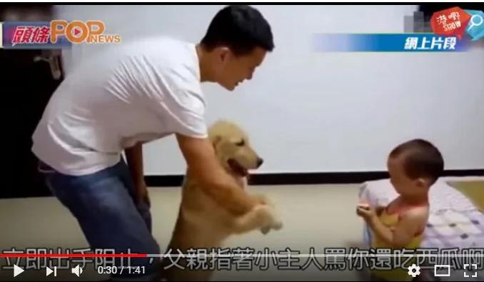 小主人被爸爸骂小金毛犬紧张 护驾 太有爱了 禁闻网