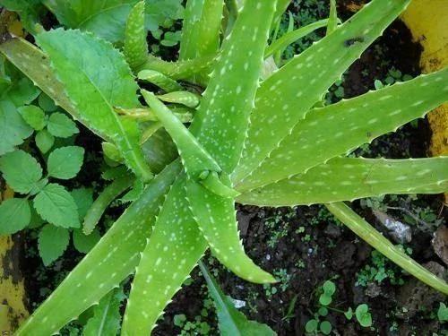 花盆里有杂草？千万别乱拔 老花匠都不敢动