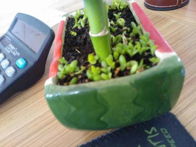 花盆里有杂草？千万别乱拔 老花匠都不敢动