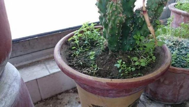 花盆里有杂草？千万别乱拔 老花匠都不敢动