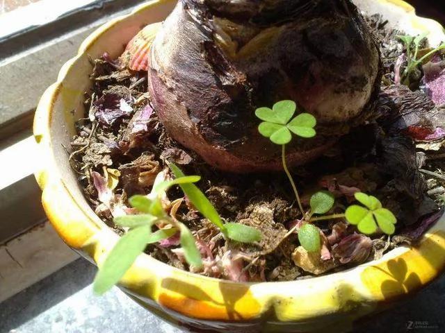 花盆里有杂草？千万别乱拔 老花匠都不敢动