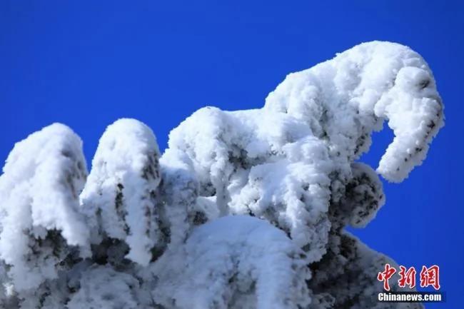 四川光霧山雪後銀裝素裹 美不勝收