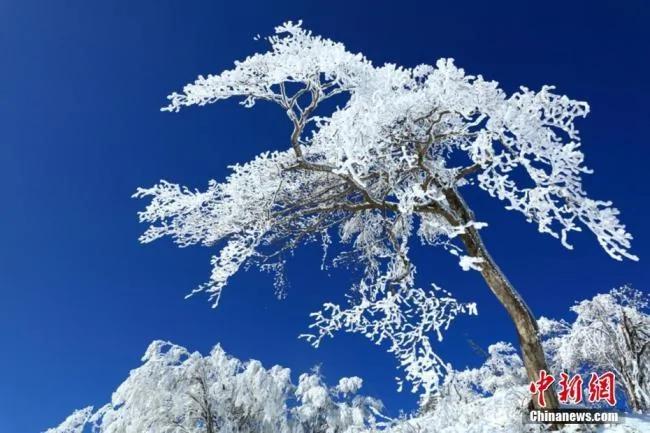 四川光霧山雪後銀裝素裹 美不勝收