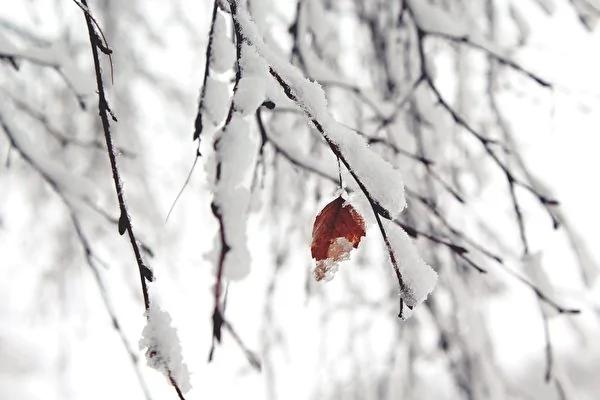 雪後 這兩匹馬的「荒唐」表現 讓數百萬網友笑哭！