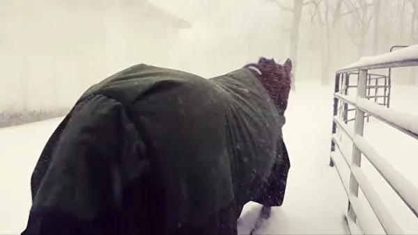 雪後 這兩匹馬的「荒唐」表現 讓數百萬網友笑哭！