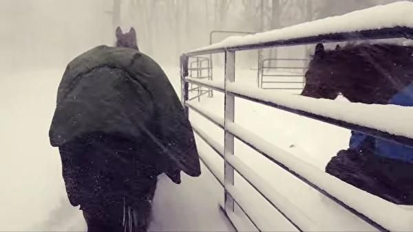 雪後 這兩匹馬的「荒唐」表現 讓數百萬網友笑哭！
