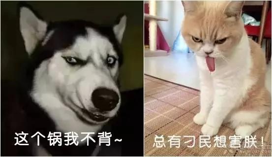 妻子懷孕 他要求全小區把寵物送走！網友評論亮了