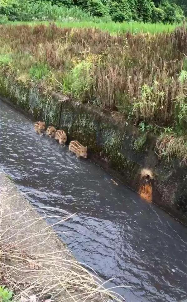 偶遇4隻野豬沿着大水溝前進 當它們發現有人類在偷拍時 反應爆笑！