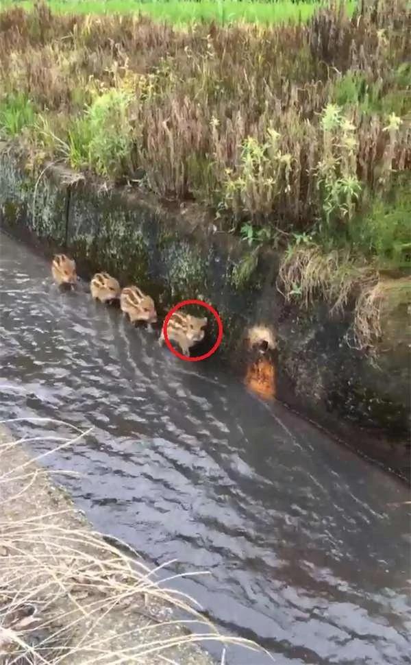 偶遇4隻野豬沿着大水溝前進 當它們發現有人類在偷拍時 反應爆笑！