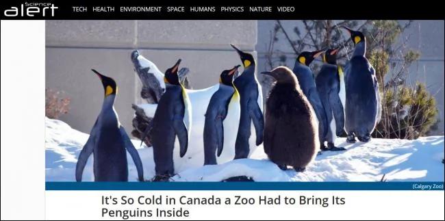北美現在有多冷？企鵝都被凍回房間了