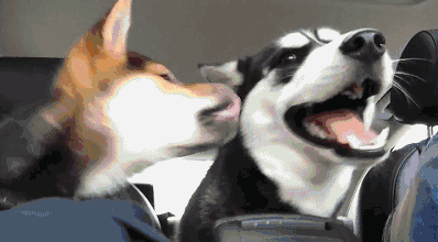 兩隻狗狗初次見面 二哈招架不住柴犬的熱情 被舔得嗷嗷叫！