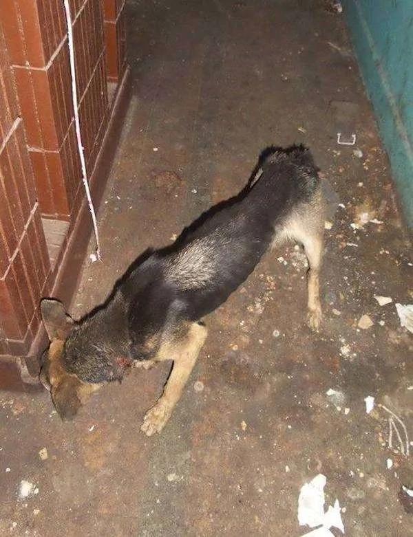 被長期拴養在陽台的狼犬痛苦難耐 決定跳樓換自由 這一跳卻改變了它的生活！