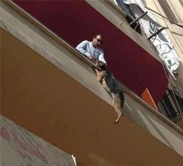 被長期拴養在陽台的狼犬痛苦難耐 決定跳樓換自由 這一跳卻改變了它的生活！