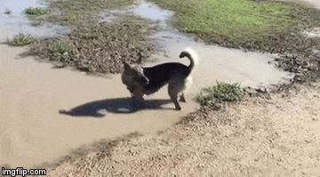 被長期拴養在陽台的狼犬痛苦難耐 決定跳樓換自由 這一跳卻改變了它的生活！