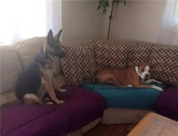 被長期拴養在陽台的狼犬痛苦難耐 決定跳樓換自由 這一跳卻改變了它的生活！