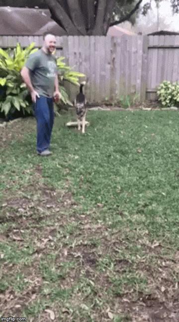 被長期拴養在陽台的狼犬痛苦難耐 決定跳樓換自由 這一跳卻改變了它的生活！