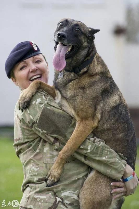 狗狗救了女軍官一命 要被安樂死 然而女軍官卻帶它回家 養它終老！