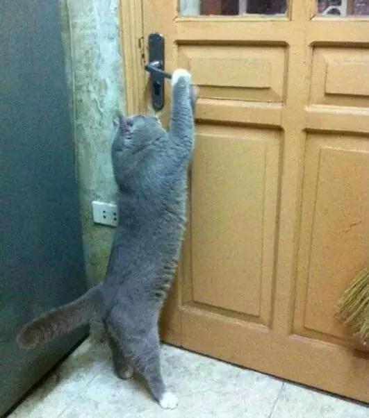 貓主子送去老媽家待了一個月 接回家發現 家裡的門都得換一換