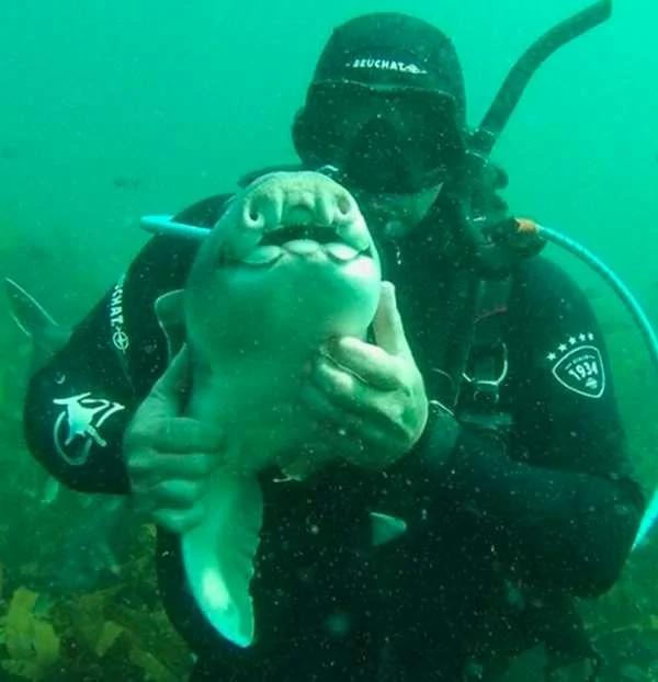潛水員認識了一隻愛撒嬌的「小鯊魚」 7年後再下海 這隻「鯊魚」又朝他衝過來！