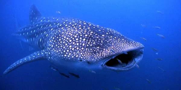 潛水員認識了一隻愛撒嬌的「小鯊魚」 7年後再下海 這隻「鯊魚」又朝他衝過來！