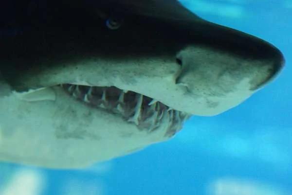 潛水員認識了一隻愛撒嬌的「小鯊魚」 7年後再下海 這隻「鯊魚」又朝他衝過來！