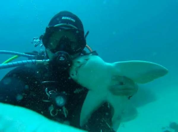 潛水員認識了一隻愛撒嬌的「小鯊魚」 7年後再下海 這隻「鯊魚」又朝他衝過來！