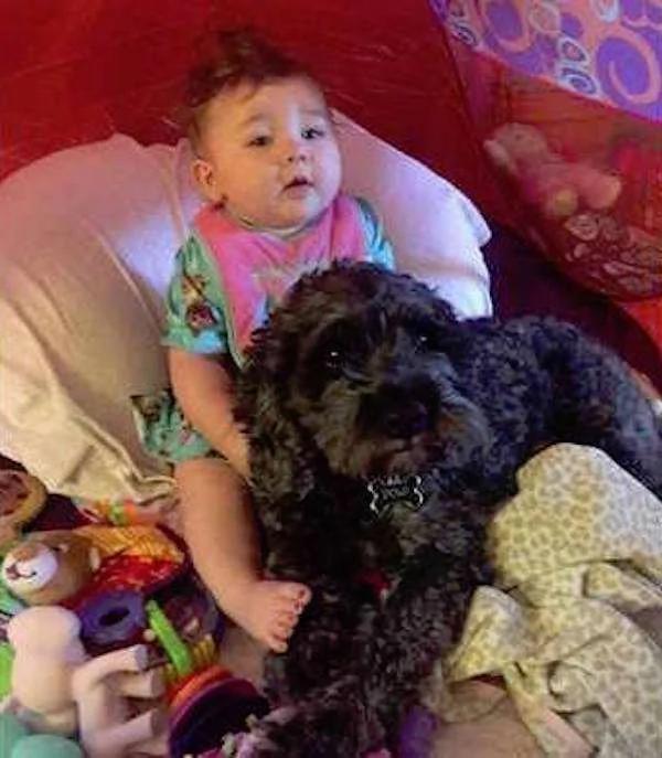 8個月大女童在火場幸運存活 只因她身上趴着的狗狗救了她！