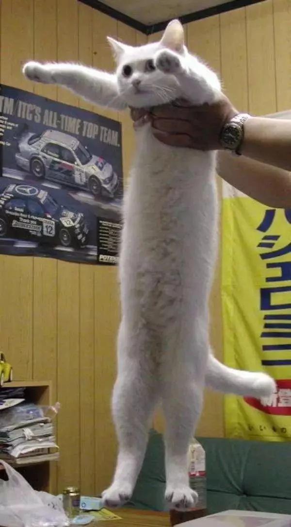 貓咪身體到底可以伸多長？網友們分享家中的喵星人！