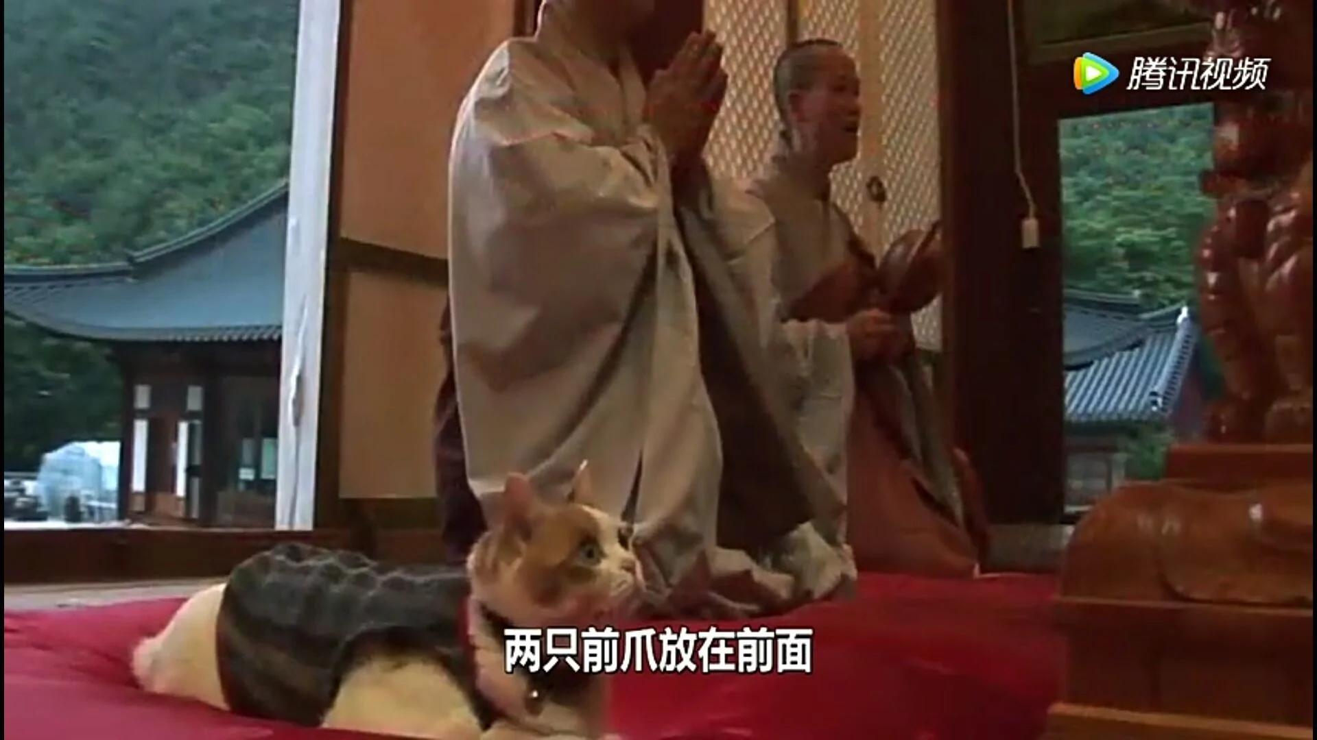 這隻貓為報恩在寺廟跪拜4年 吃齋念佛不殺生。