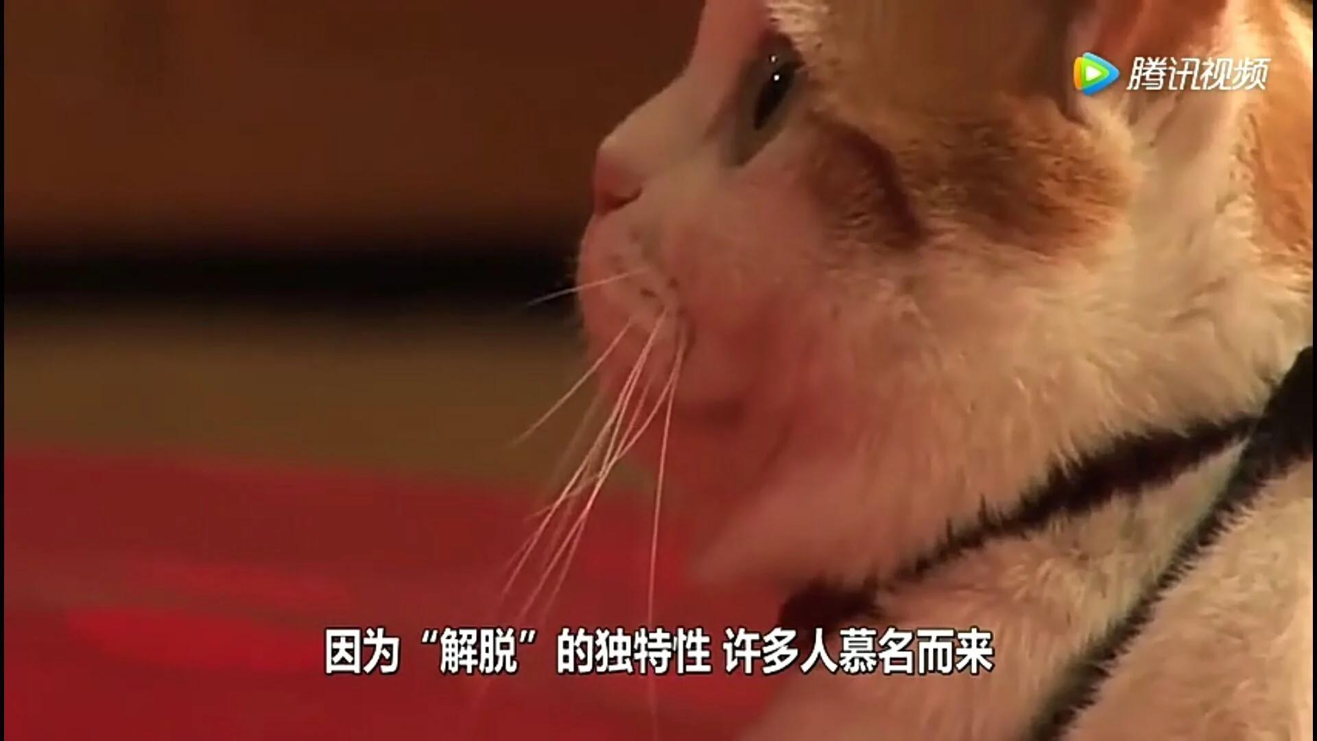 這隻貓為報恩在寺廟跪拜4年 吃齋念佛不殺生。