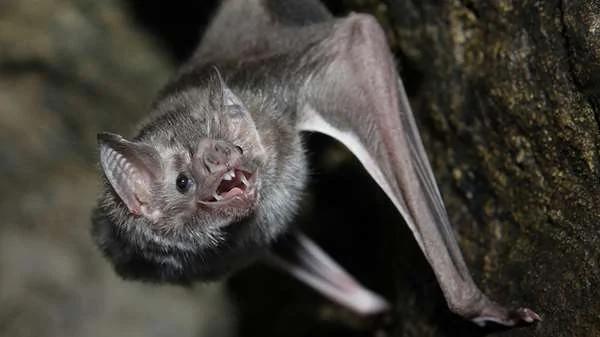 科學家翻譯「蝙蝠」的叫聲 發現它們居然都在討論「這些事」！