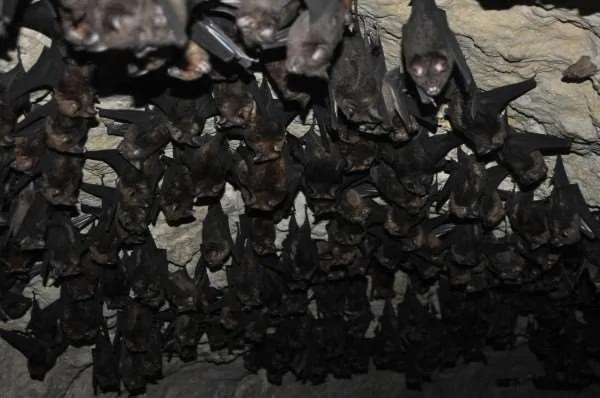 科學家翻譯「蝙蝠」的叫聲 發現它們居然都在討論「這些事」！