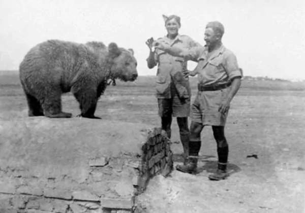 這隻熊的一生超傳奇 不僅打過「二戰」 還獲頒「下士」軍銜！