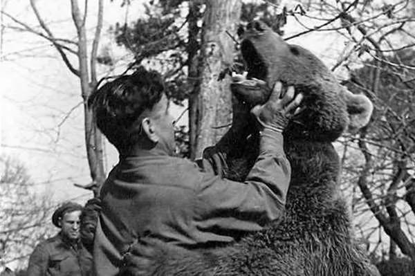 這隻熊的一生超傳奇 不僅打過「二戰」 還獲頒「下士」軍銜！