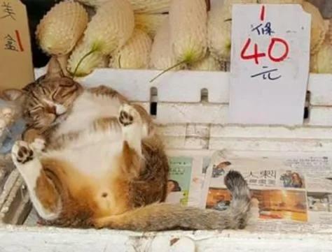 貓咪在菜攤上呼呼大睡 路人看到旁邊牌子上的字 忍不住笑噴！