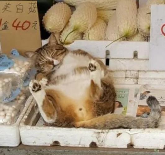 貓咪在菜攤上呼呼大睡 路人看到旁邊牌子上的字 忍不住笑噴！