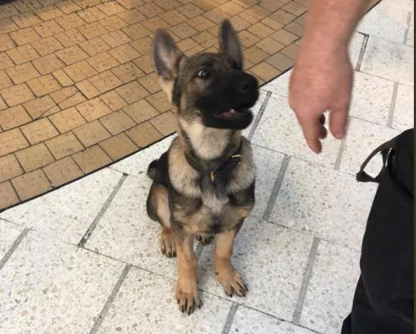 警犬才3月大就要返工 努力「裝凶」卻萌翻路人！