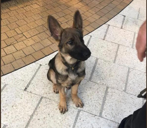 警犬才3月大就要返工 努力「裝凶」卻萌翻路人！