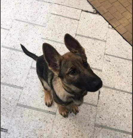 警犬才3月大就要返工 努力「裝凶」卻萌翻路人！