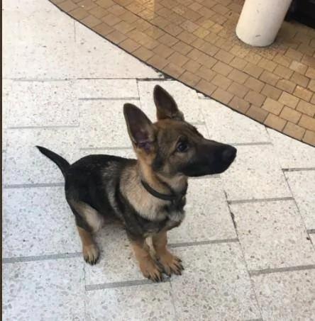 警犬才3月大就要返工 努力「裝凶」卻萌翻路人！