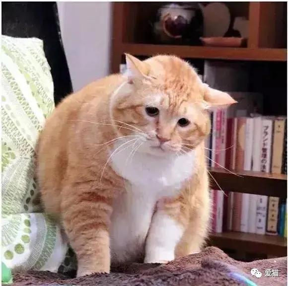 又喪又肥！橘貓「天然喪臉」走紅網絡 實在太萌了！！
